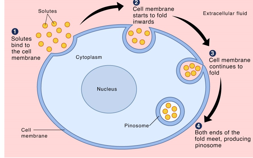 Endocytosis -Definition, Mechanism, Types, Examples