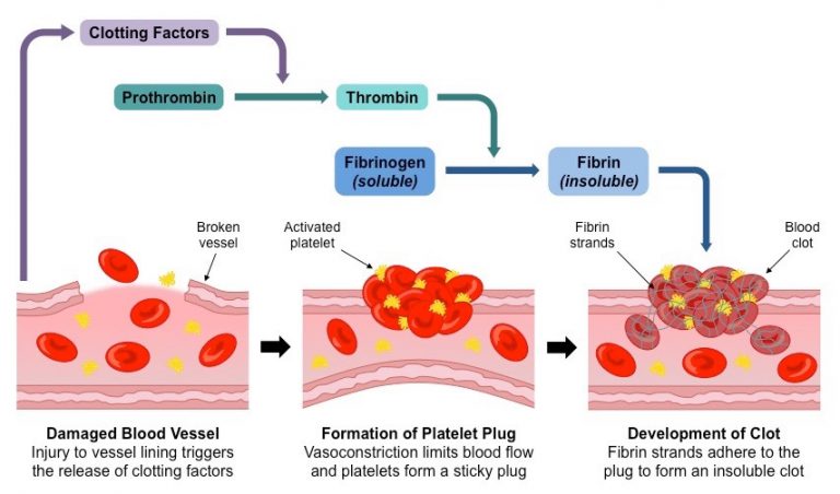 Blood Coagulation (Blood Clotting) - CBSE Class Notes Online ...