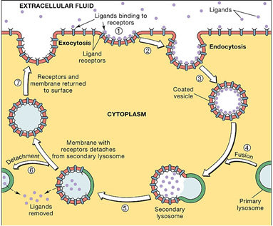Endocytosis and Exocytosis - Diffrences , Similarities ,Roles, Steps , Types