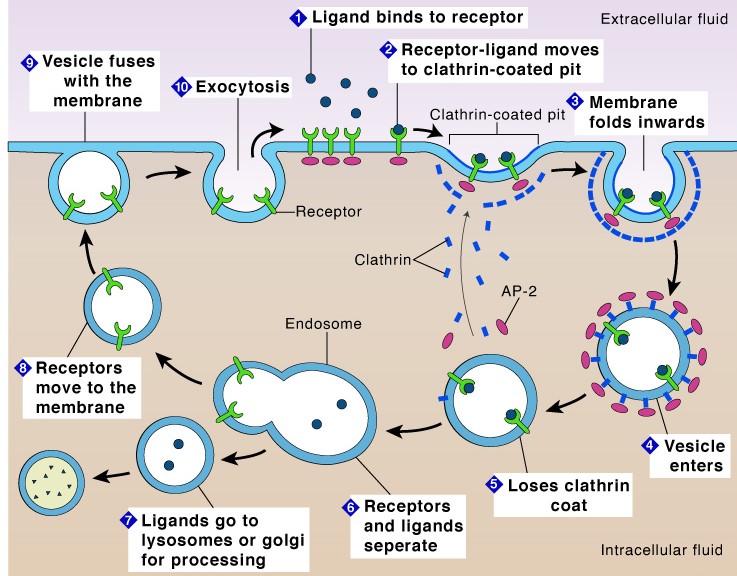 Endocytosis -Definition, Mechanism, Types, Examples