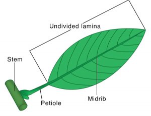 Parts of Leaf - Structure, Types How Leaves Work , Function and Diagram ...