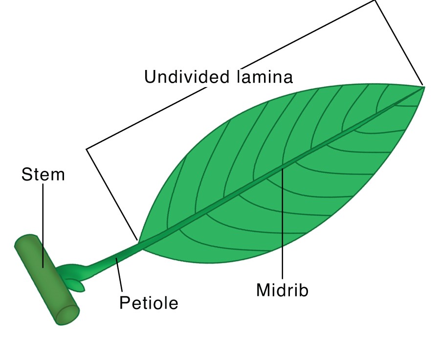 parts-of-leaf-with-functions-and-types-englishan