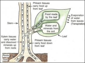 How are Water and Minerals Transported in Plants ? - CBSE Class Notes