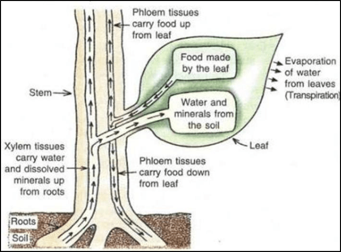 How are Water and Minerals Transported in Plants ? - Transportation of Water in Plants