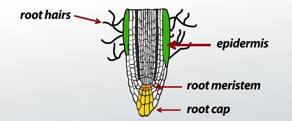 Components of Transport System in Highly Organised Plants