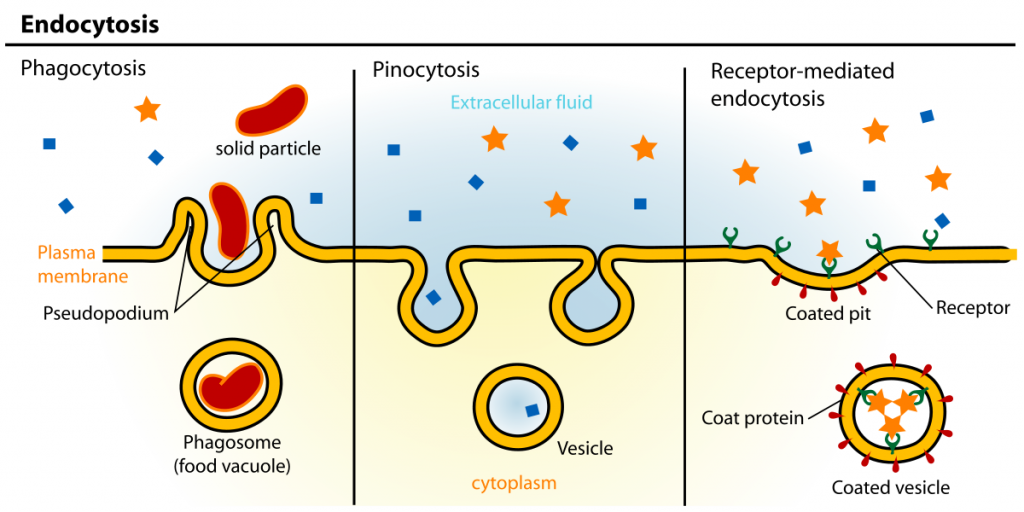 What is Endocytosis class 9th