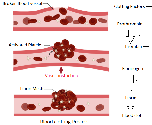 Blood Coagulation (Blood Clotting)