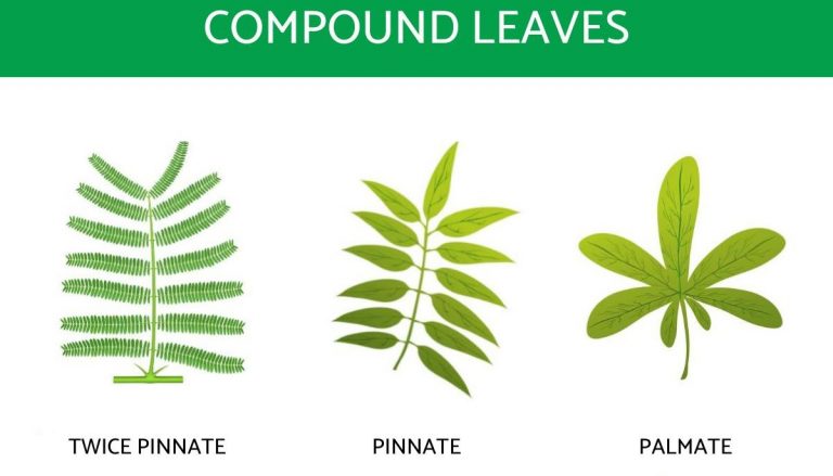 Parts Of Leaf - Structure, Types How Leaves Work , Function And Diagram 