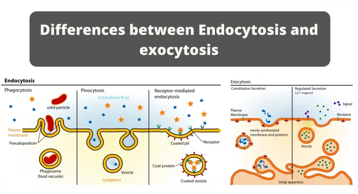 Endocytosis and Exocytosis - Differences , Similarities ,Roles, Steps , Types