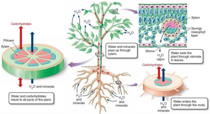 How are Water and Minerals Transported in Plants ? explained in details