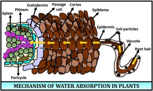How are Water and Minerals Transported in Plants ? - CBSE Class Notes