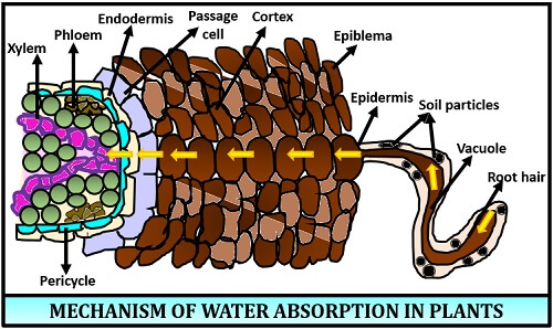 How are Water and Minerals Transported in Plants ?- Transportation of Water in Plants