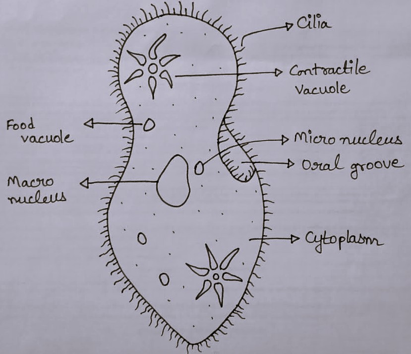 paramecium Diagram