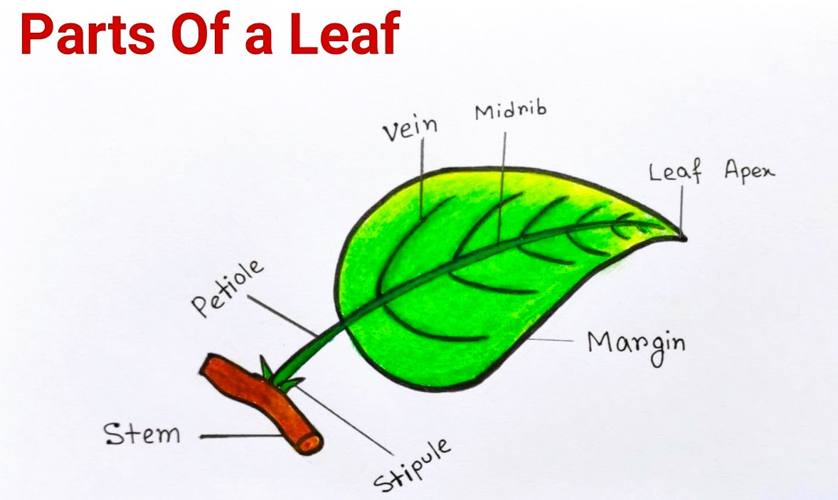 Parts of Leaf - Structure, Types How Leaves Work , Function and Diagram ...