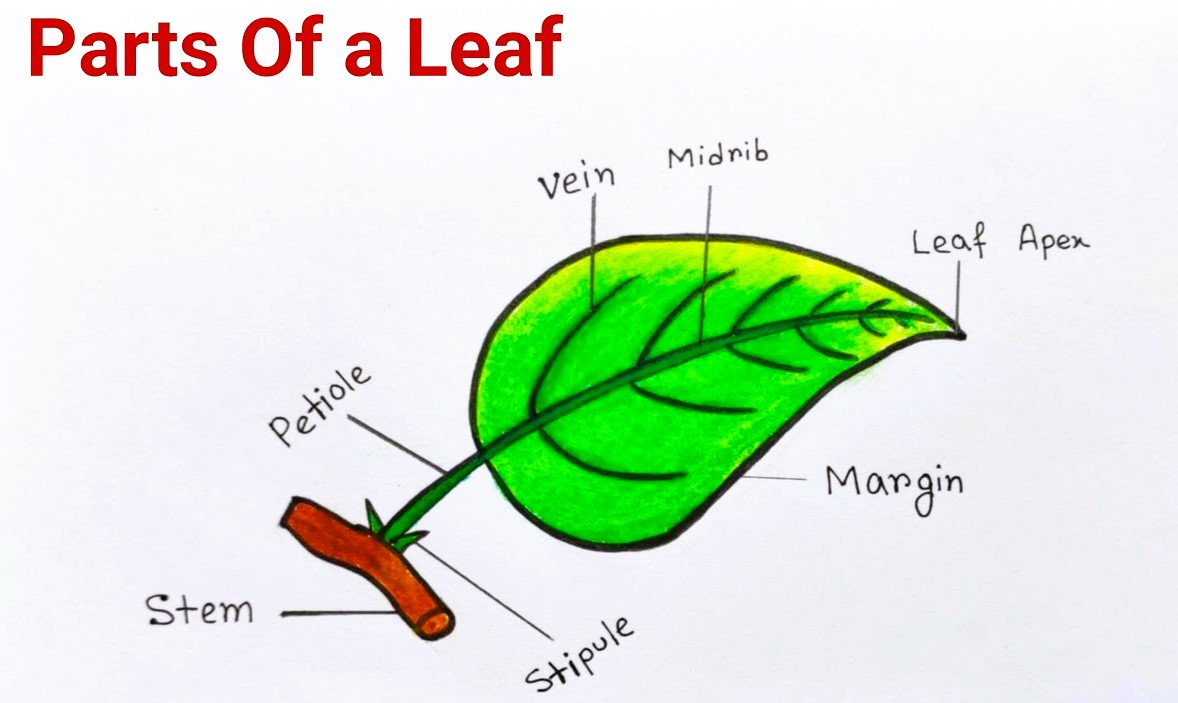 Parts Of Leaf For Class 4 Pdf Notes