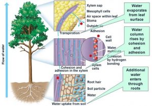 How are Water and Minerals Transported in Plants ? - CBSE Class Notes