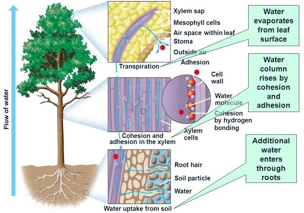 How are Water and Minerals Transported in Plants ? - Transportation of Water in Plants