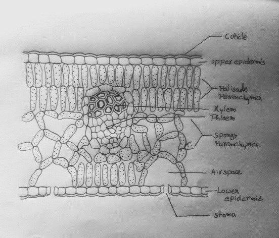 Transverse Section of a Leaf Diagram