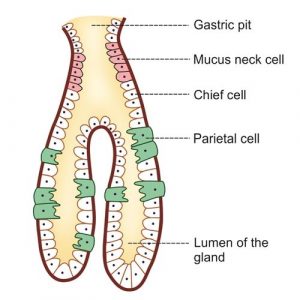 Gastric Glands 300x300 
