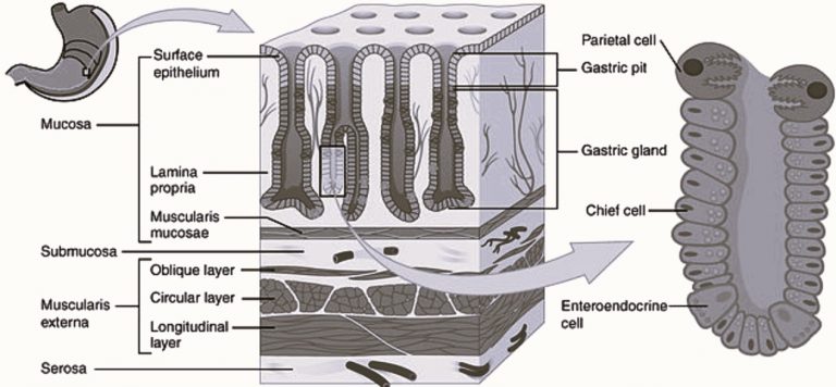 gastric-glands-location-structure-types-secretion-and-functions