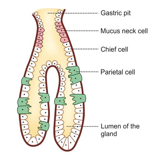 Gastric Glands - Location , Structure, Types, Secretion and Functions