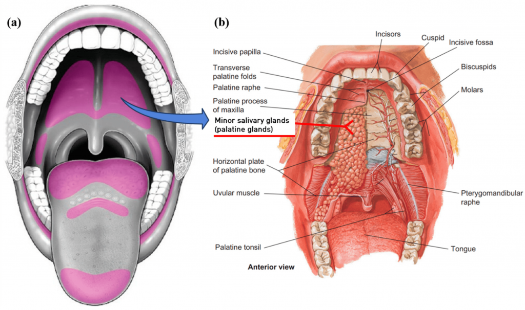 Salivary Glands - Definition, Types, Location, Size, Ducts, Diagram, Characteristics, Secretion, Structure and Function