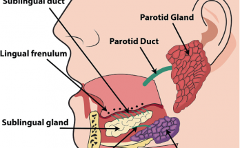 Salivary Glands - Definition, Types, Location, Size, Ducts, Diagram, Characteristics, Secretion, Structure and Function