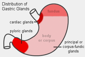 Gastric Glands - Location , Structure, Types, Secretion and Functions