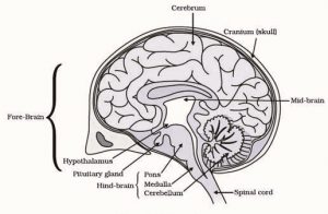 Brain Diagram Class 10 - CBSE Class Notes Online - Classnotes123