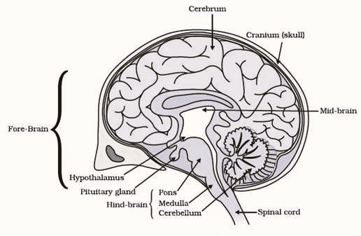 Human brain diagram class 10