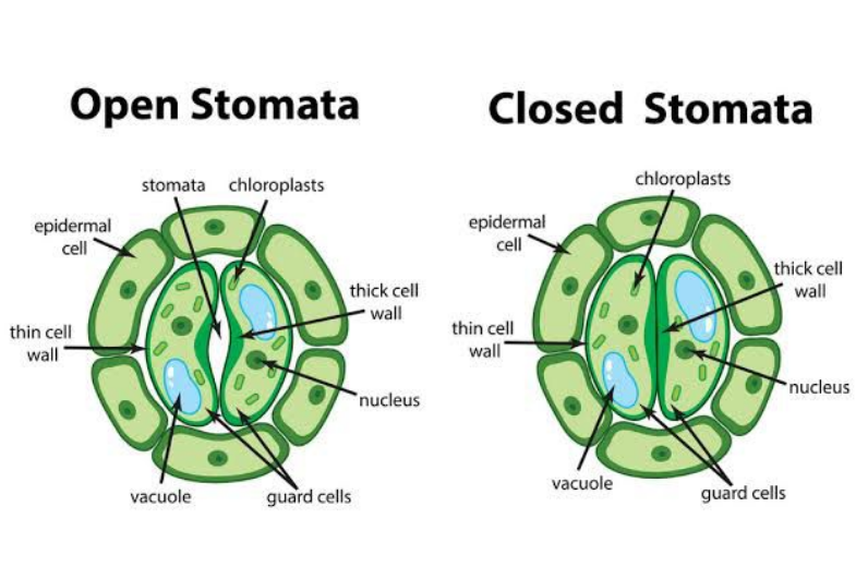 Guard cells play a crucial role in regulating the opening and closing of stomata