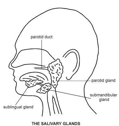 salivary gland diagram