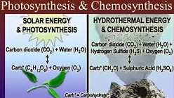 what are the Difference Between Chemosynthesis and Photosynthesis