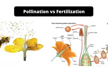 Differences Between Pollination and Fertilisation