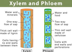 15 Difference between Xylem and Phloem - CBSE Class Notes Online ...