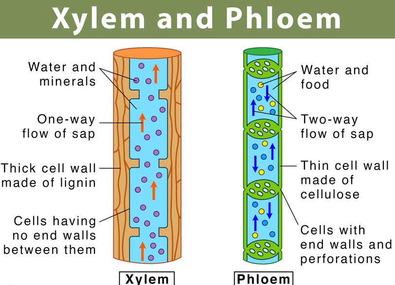 Difference Between Xylem and Phloem - Explained in Details