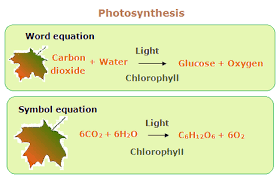 Equation for Photosynthesis