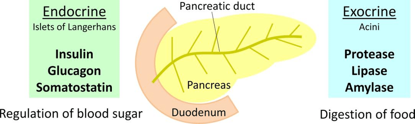 Endocrine and Exocrine Function of Pancreas