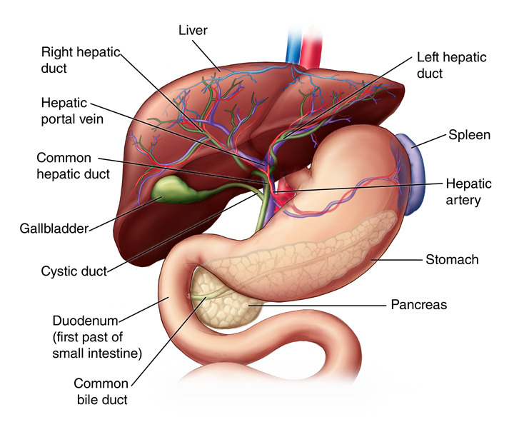Liver Structure
