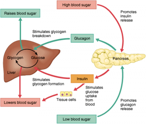 The Pancreas - Structure, Function and Hormonal Secretions - CBSE Class ...