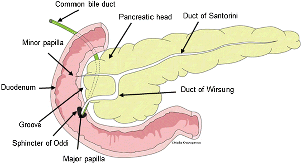 The Pancreas - Structure, Function and Hormonal Secretions