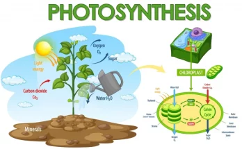 photosynthesis complete notes
