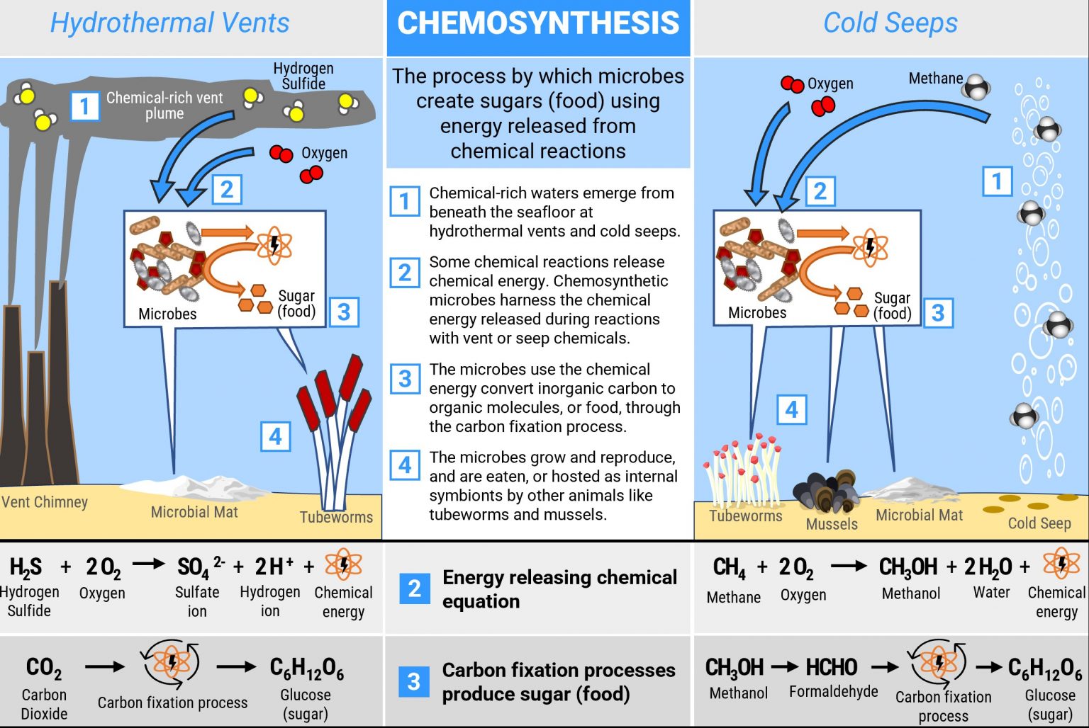 Chemosynthesis - Definition, Process, Equation, Chemosynthetic bacteria ...