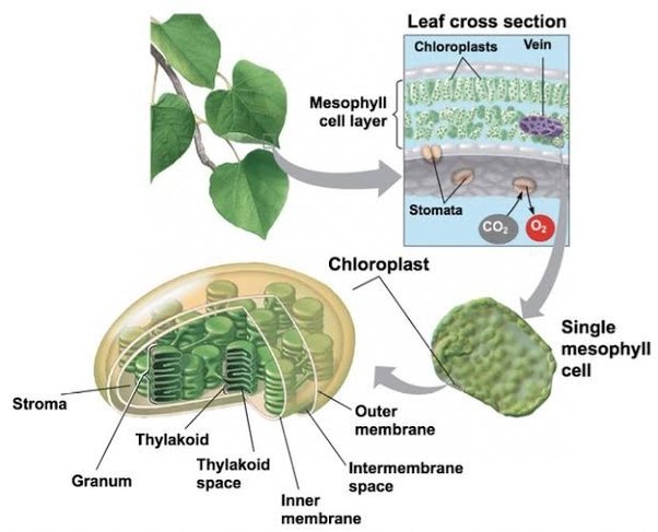 Chloroplast - Definition, Structure, Distribution, function and Diagram