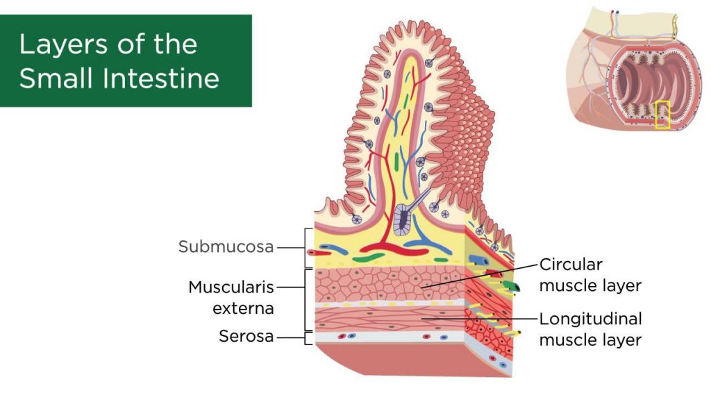 Small Intestine- Structure , Functions and Movement in the Digestive System