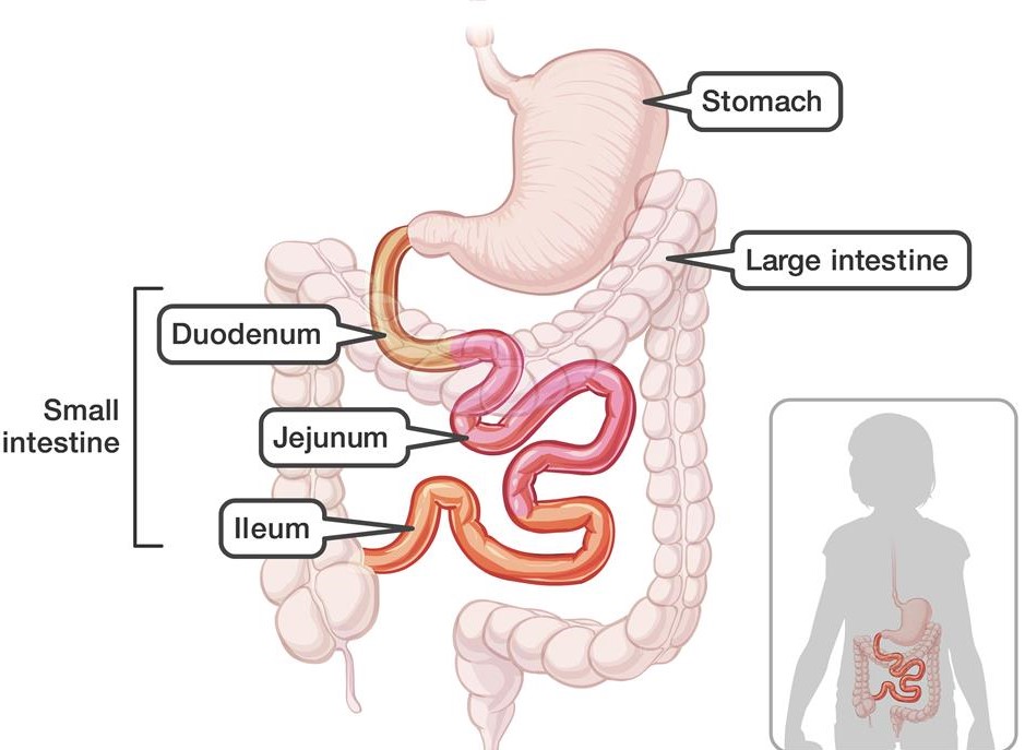 Small Intestine- Structure , Functions and Movement in the Digestive System