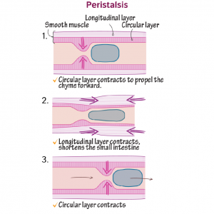 Small Intestine- Structure , Functions and Movement in the Digestive ...