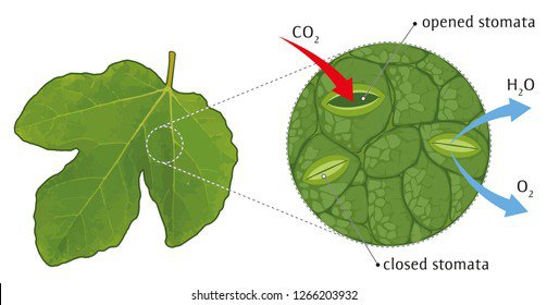 Nutrition in Plants Class 7-Stomata and Their Role in Gas Exchange