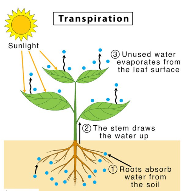 Nutrition in Plants Class 7 - Transpiration
