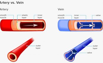 Differences between Arteries and Veins